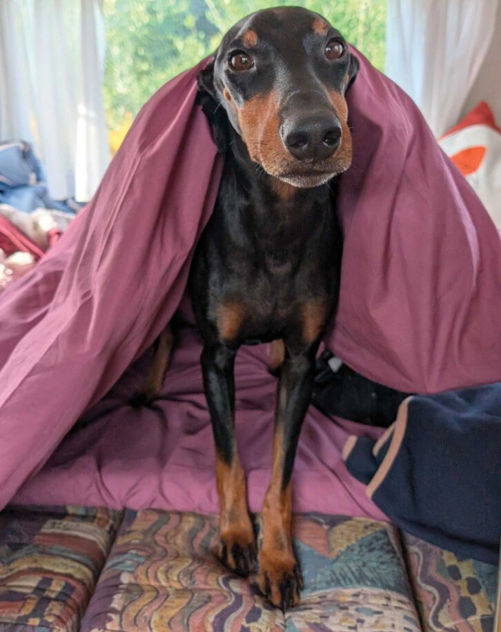 Arty under a blanket