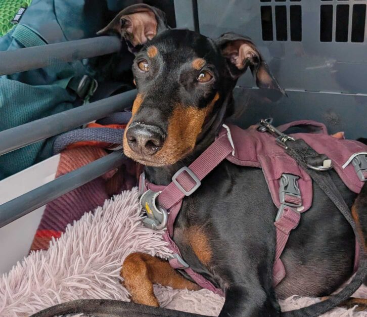 Arty in his Mimsafe carry crate