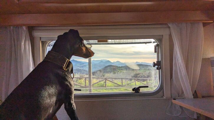 Arty looking out of Lottie's Eriba and taking in the view