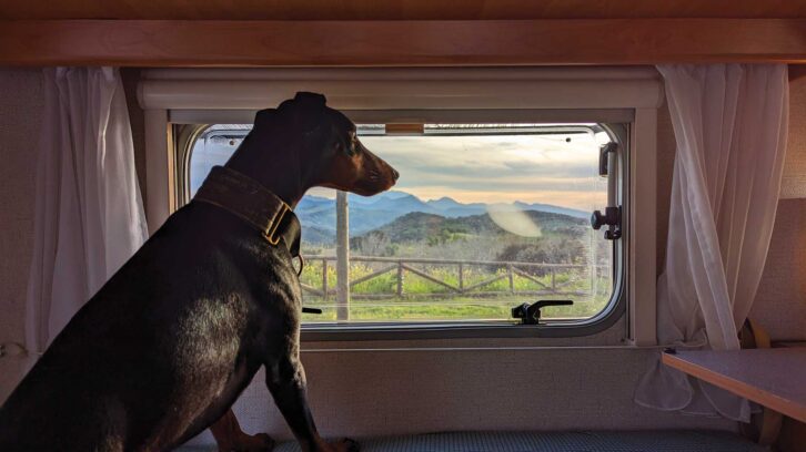 Arty looking out the window